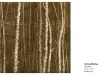 etchings_vertcalbirches