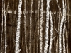 Birch Grid