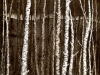 Birch Grid